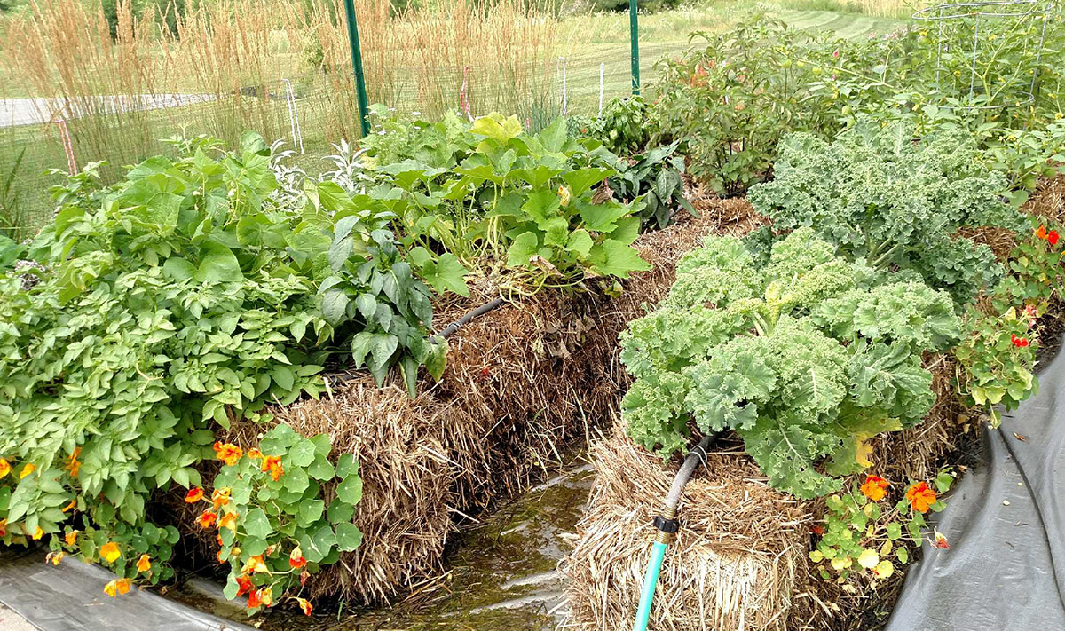 Straw bale gardening: Workplace wellness case study