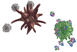 3D illustration of dendritic and T cells