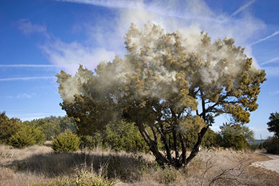 Mountain Cedar tree releasing clouds of pollen