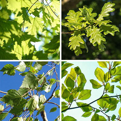 Photo of maple tree leaves, oak leaves, birch leaves.