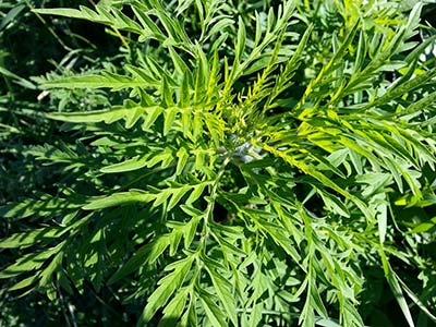 Ragweed plant