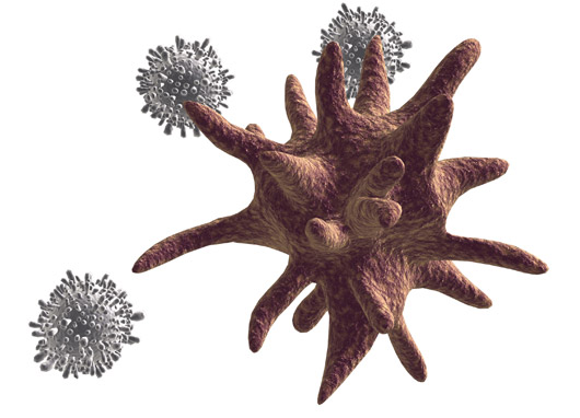 Microscopic view of a dendritic cell capturing allergen protein. By consistently delivering allergy drops to this cell daily, the body learns to tolerate things that cause allergic reactions.