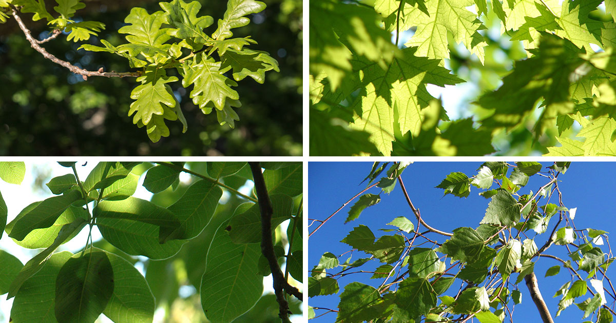 Tree Pollen Allergy Symptoms and Treatment