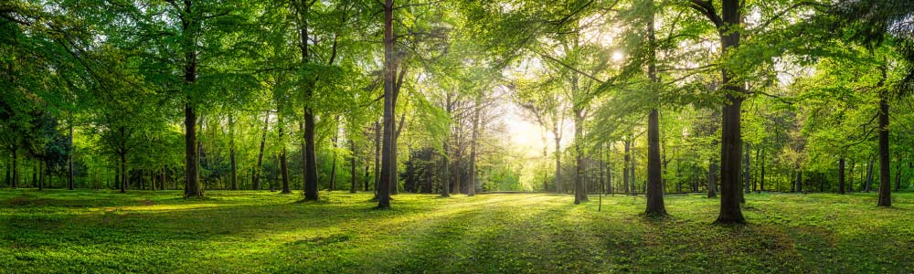 Trees and grass with sunshine