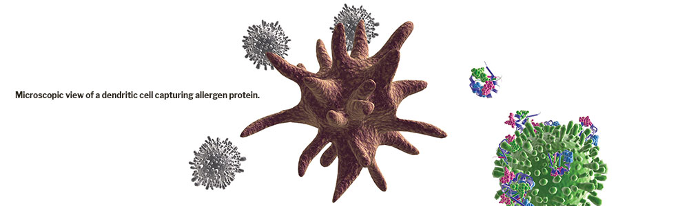 Microscopic view of a dendritic cell capturing allergen protein.