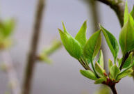 3-16-22-tree-budding