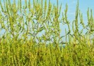 8-4-2021-ragweed-field