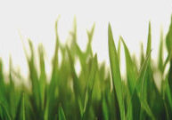 grass-in-the-morning-light