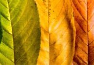 how-to-fix-fall-allergies