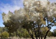 mountain-cedar-tree-pollination