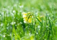 spring-2021